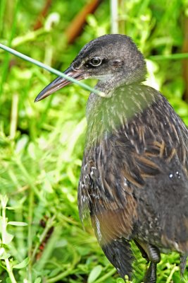 King Rail - young_1892.jpg