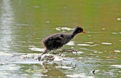 Common Moorhen - chick_1656.jpg
