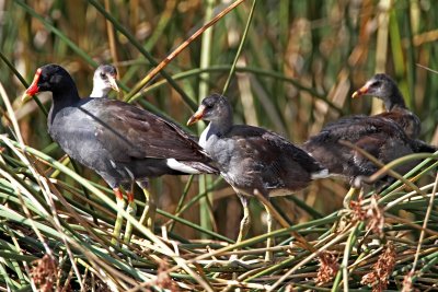 Common Moorhen family_1681.jpg