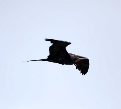 Great Frigatebird - male_1175.jpg