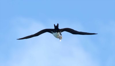 Great Frigatebird - juvenile_0108.jpg