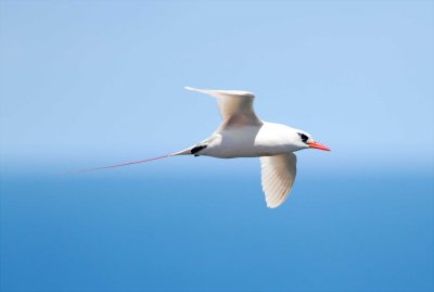 Red-tailed Tropicbird - adult_1699.jpg