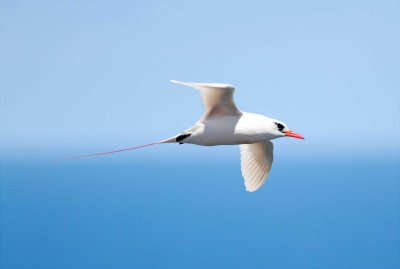 Tropicbirds