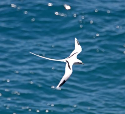 White-tailed Tropicbird - adult_1815.jpg