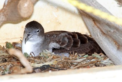 Wedge-tailed Shearwater - adult_0043.jpg