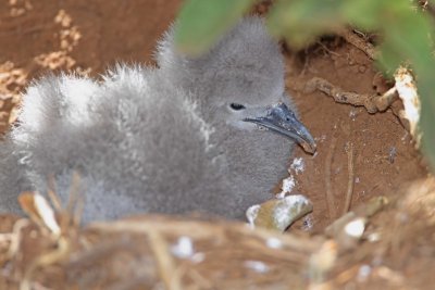 Wedge-tailed Shearwater - chick_0276.jpg