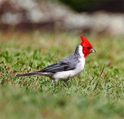 Red-crested Cardinal - adult_0410.jpg