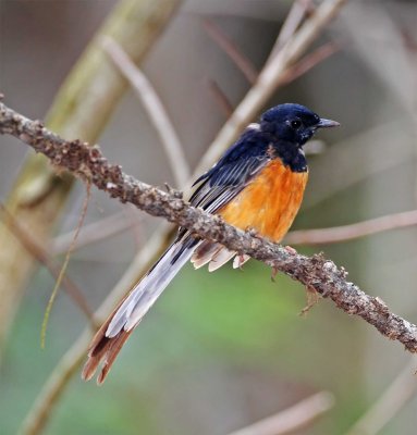 White-rumped Shama - male_1083.jpg