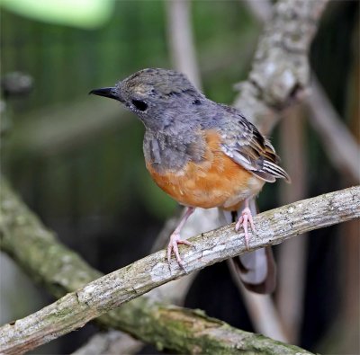 White-rumped Shama - female_1080.jpg