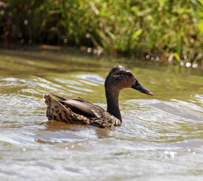 Hawaiian Duck_0329.jpg