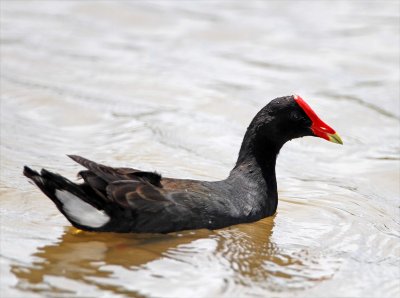 Hawaiian Gallinule_0385.jpg