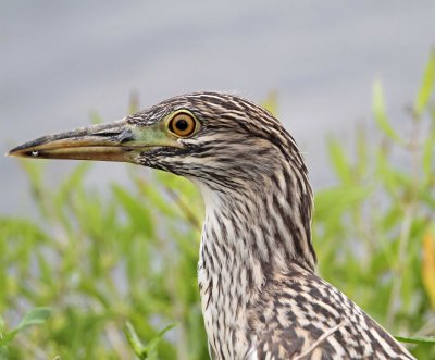 Black-crowned Night-Heron - juvenile_2108.jpg