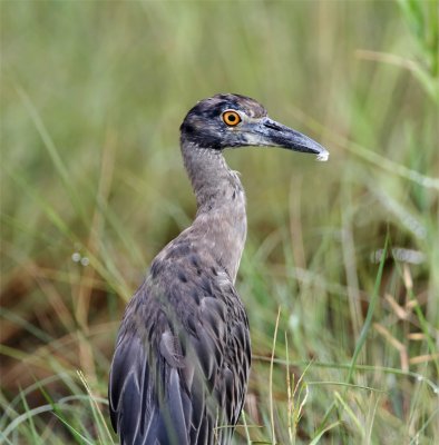 Yellow-crowned Night-Heron - 1st summer_2257.jpg