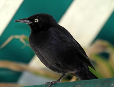 Greater Antillean Grackle_9348.jpg