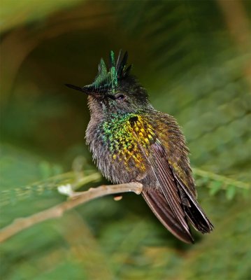 Antillean Crested Hummingbird - male_2661.jpg
