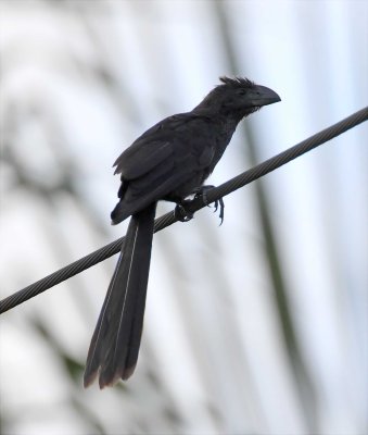 Smooth-billed Ani_3218.jpg