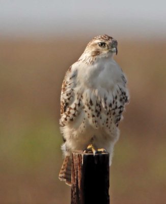 Krider's Red-tailed Hawk_3399.jpg