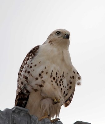 Krider's Red-tailed Hawk_3459.jpg