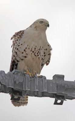 Krider's Red-tailed Hawk_3465.jpg