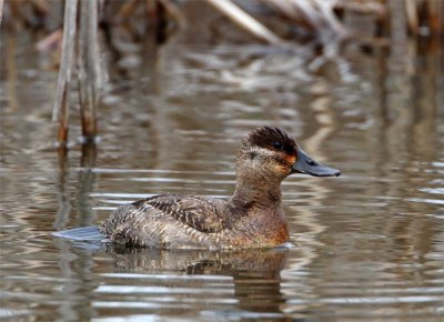 Ruddy Duck_3506.jpg