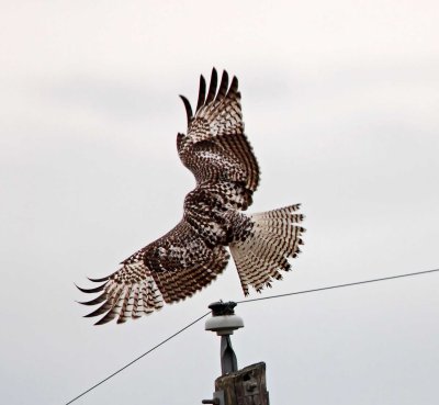 Krider's Red-tailed Hawk - juvenile_3596.jpg