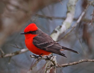 Vermilion Flycatcher_3833.jpg