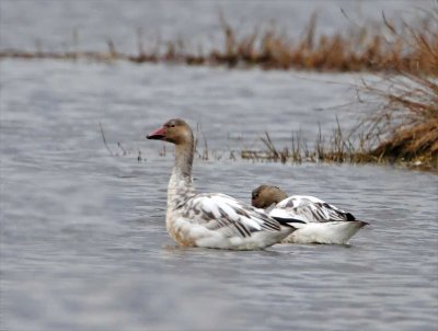 Snow Goose - juvenile_3622.jpg