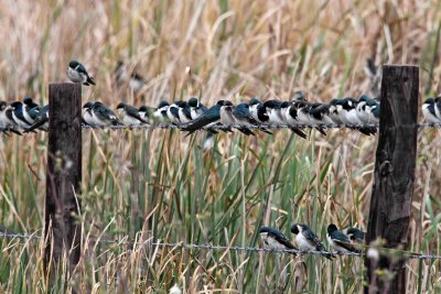 Tree Swallows_4490.jpg