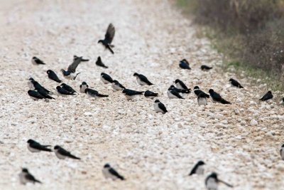 Tree Swallows_4492.jpg