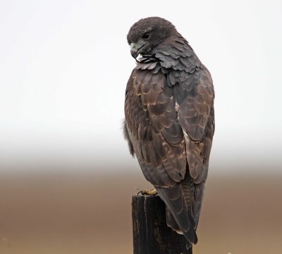 White-tailed Hawk_4642.jpg