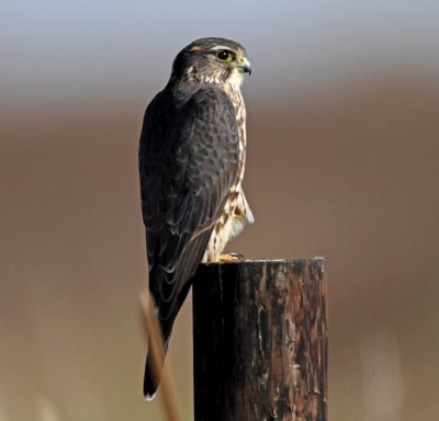 Merlin_4190.jpg