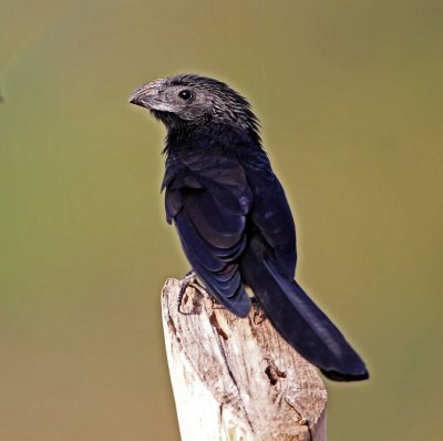 Groove-billed Ani_0446.jpg