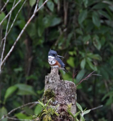 Belted Kingfisher - female_9453.jpg