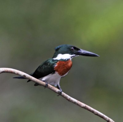 Amazon Kingfisher - male_6155.jpg