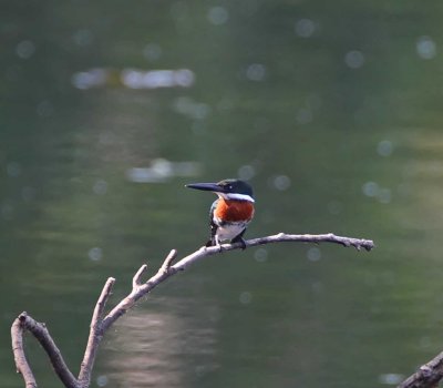 Green Kingfisher - male_7948.jpg