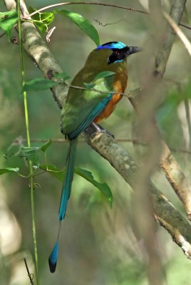 Whooping Motmot_5882.jpg