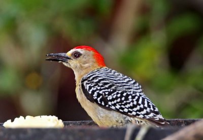 Red-crowned Woodpecker - male_8202.jpg