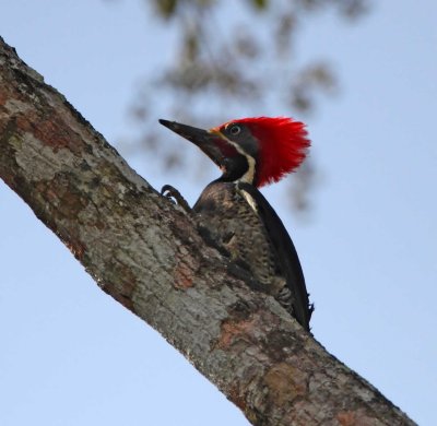 Lineated Woodpecker - male_0002.jpg