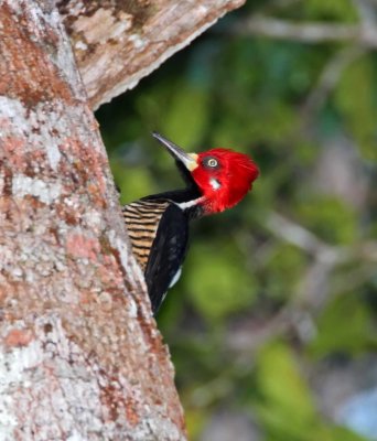 Crimson-crested Woodpecker - male_7703.jpg
