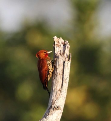 Cinnamon Woodpecker - male_8299.jpg