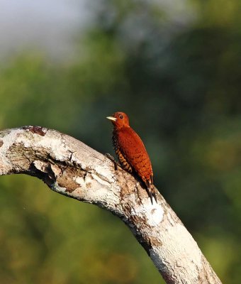 Cinnamon Woodpecker - female_8291.jpg