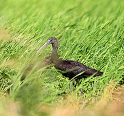 Glossy Ibis_0333.jpg