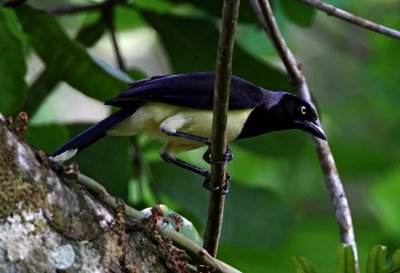 Black-chested Jay_9593.jpg