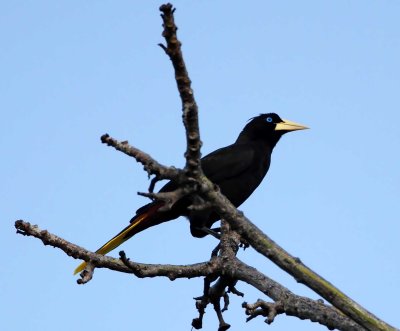 Crested Oropendola_9320.jpg