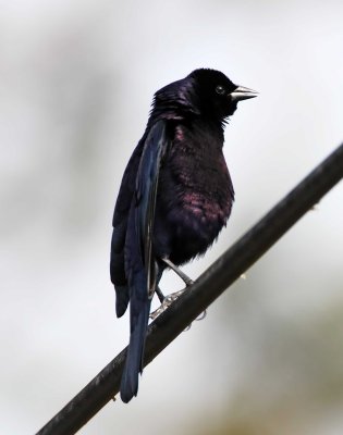 Shiny Cowbird - male_0076.jpg