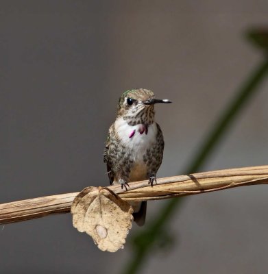 Calliope Hummingbird_0528.jpg
