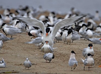 Royal Terns - copulating_1319.jpg