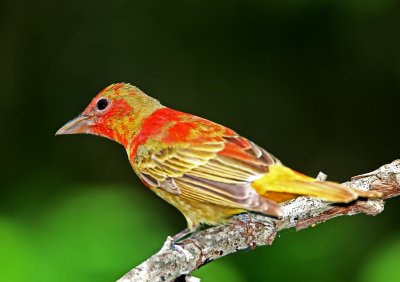 Summer Tanager - 1st year male_1765.jpg