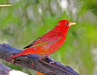 Summer Tanager - 1st year male_1995.jpg