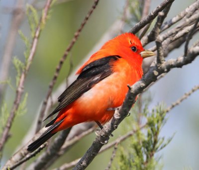 Scarlet Tanager - breeding male_1812.jpg
